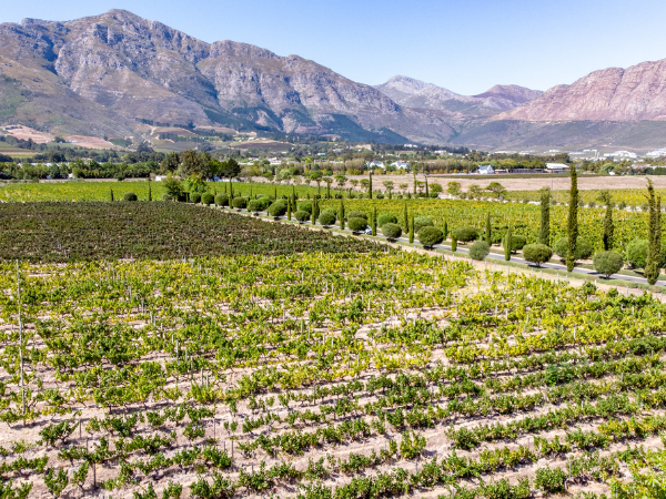 A sprawling, green vineyard against a series of mountains